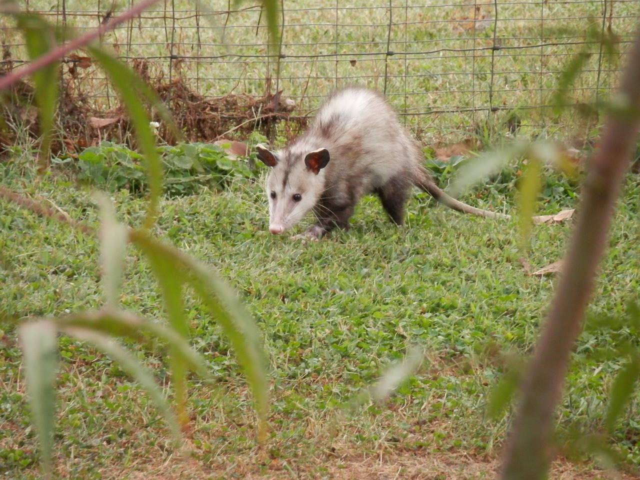 Opossum in the garden