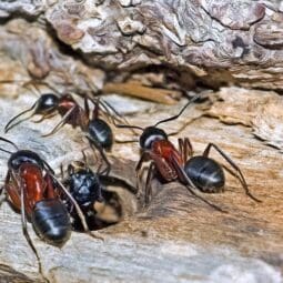 carpenter ants in natural environment