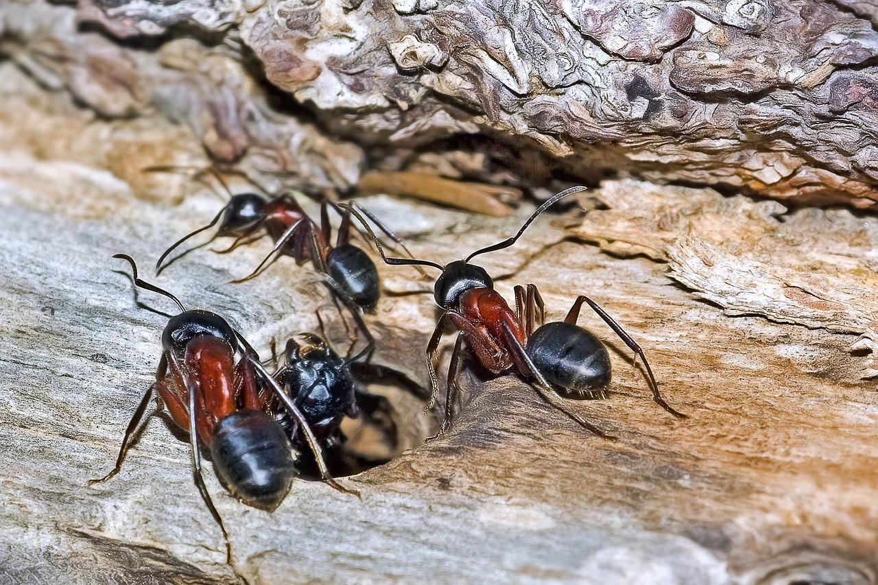 carpenter ants in natural environment