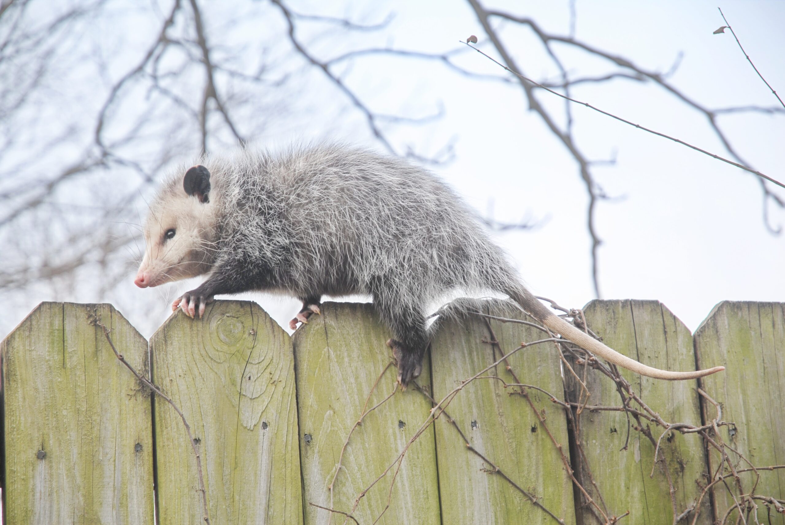 Opossum walking on the fence