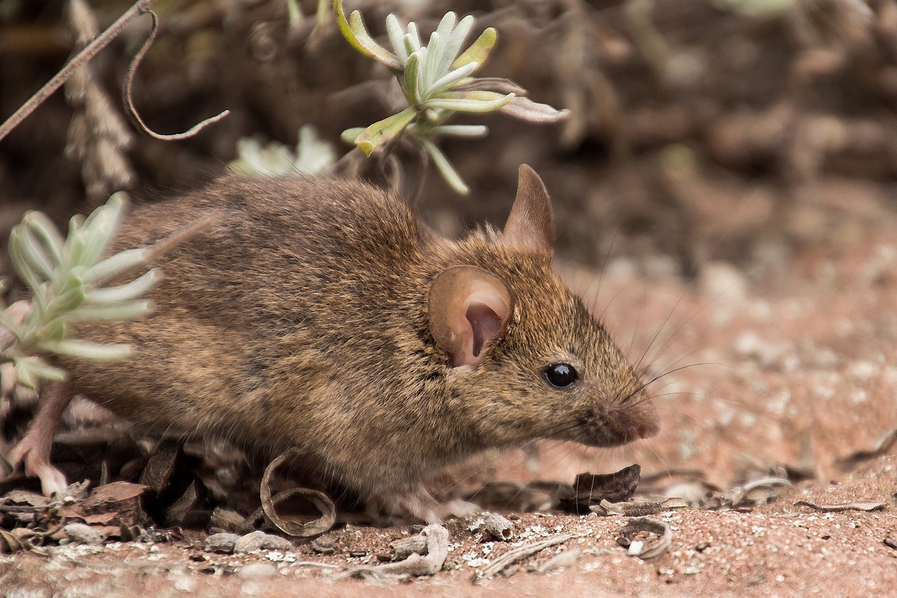 Mouse in the field