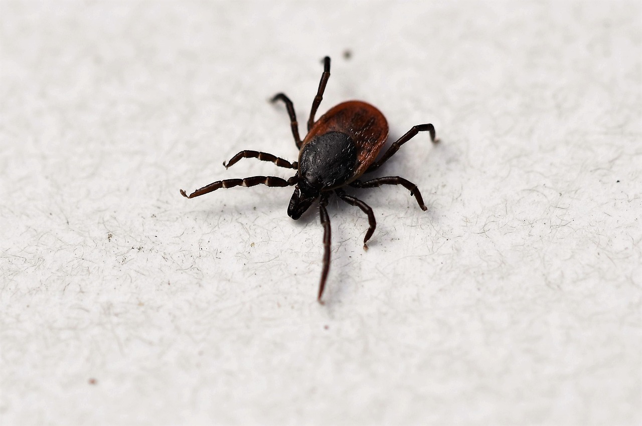 Tick on the floor