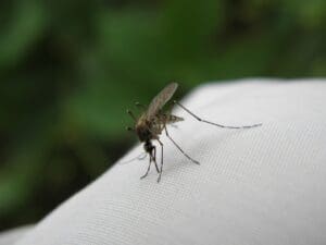 mosquito