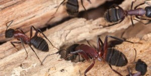 Carpenter Ants eating wood