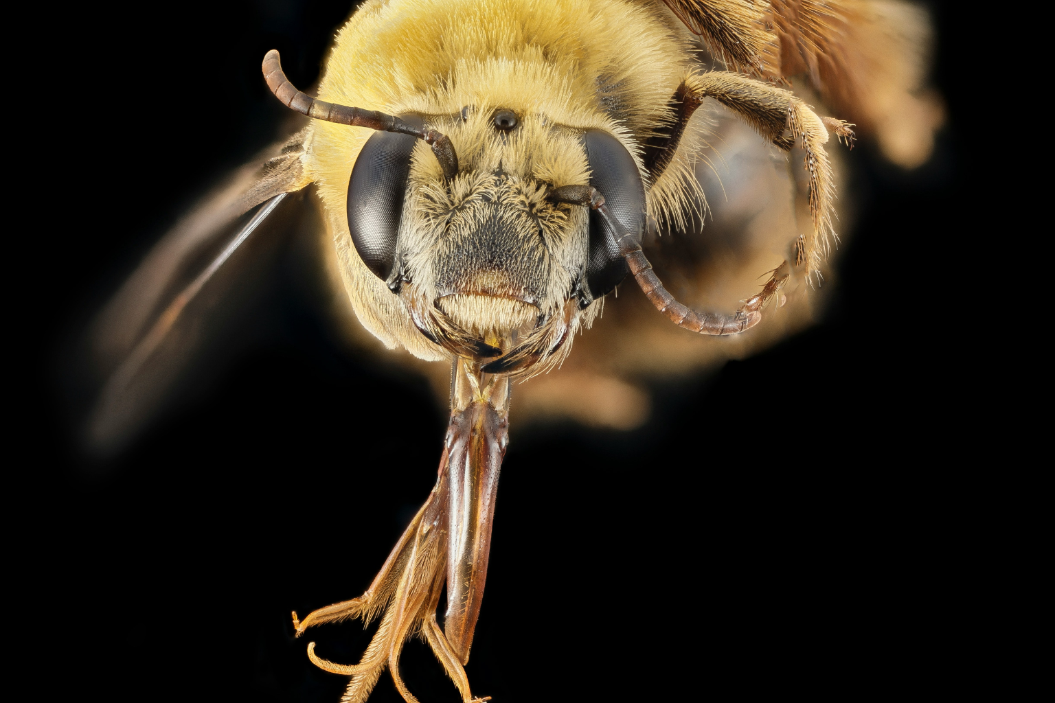 Stinger of a bee being prominently shown